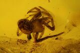 Several Fossil Flies (Diptera) and a Spider (Araneae) In Baltic Amber #139036-1